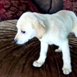 Labrador Retriever Puppy Sugar