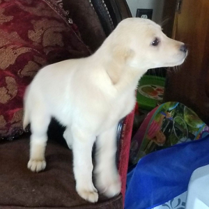 Labrador Retriever Puppy Sugar