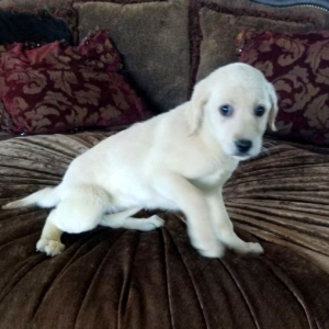 Labrador Retriever Puppy Sugar