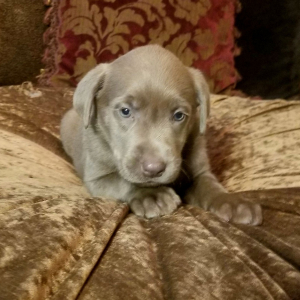 Labrador Retriever Puppy Sparkle