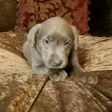 Labrador Retriever Puppy Sparkle