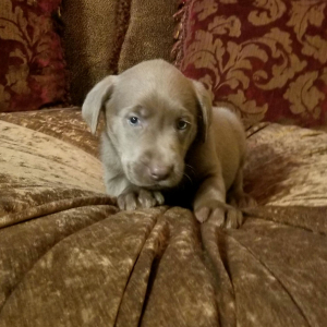Labrador Retriever Puppy Sparkle