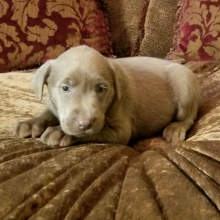 Labrador Retriever Puppy Sparkle