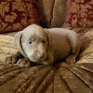 Labrador Retriever Puppy Sparkle