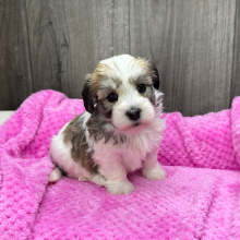 Havanese Puppy Pokey