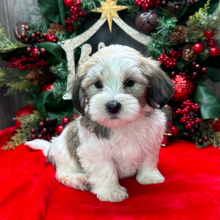 Havanese Puppy Pokey