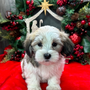 Havanese Puppy Pokey