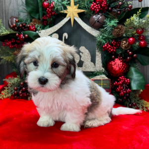 Havanese Puppy Pokey