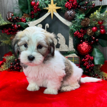 Havanese Puppy Pokey