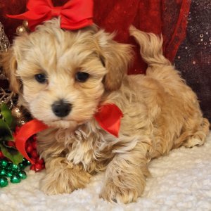 Maltipoo Puppy Lulu