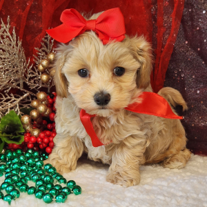 Maltipoo Puppy Lulu