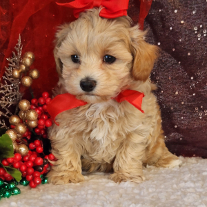 Maltipoo Puppy Lulu