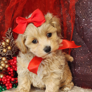 Maltipoo Puppy Lulu