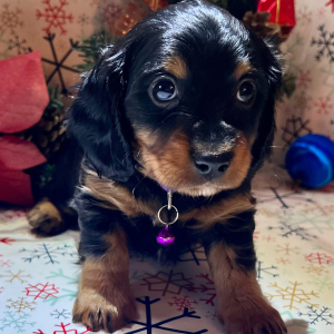 Dachshund Puppy Happy