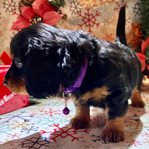 Dachshund Puppy Happy