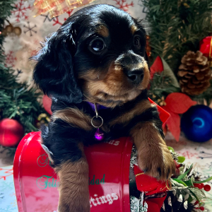 Dachshund Puppy Happy