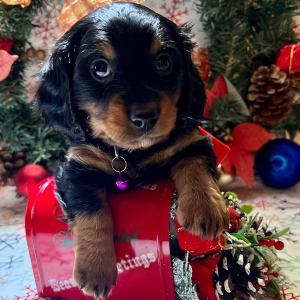 Dachshund Puppy Happy