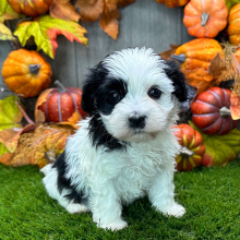 Havanese Puppy Arthur