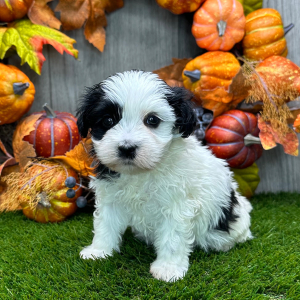 Havanese Puppy Arthur