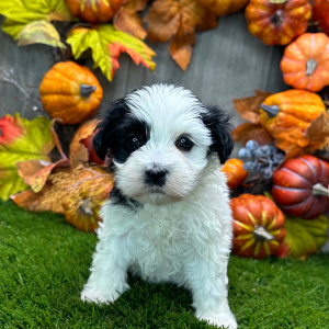 Havanese Puppy Arthur