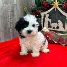 Havanese Puppy Arthur