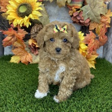 Poodle Puppy Millie