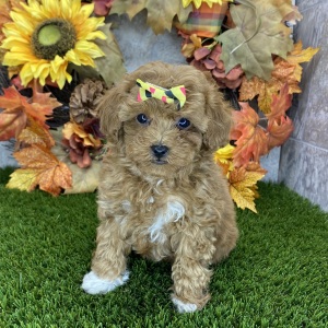 Poodle Puppy Millie