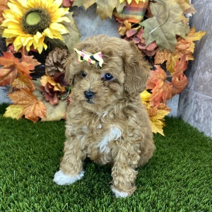 Poodle Puppy Millie