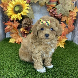 Poodle Puppy Millie