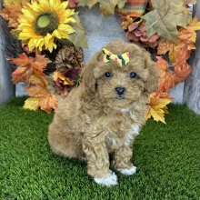 Poodle Puppy Millie
