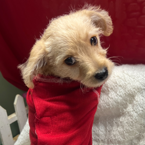 Yorkiepoo Puppy Rolo