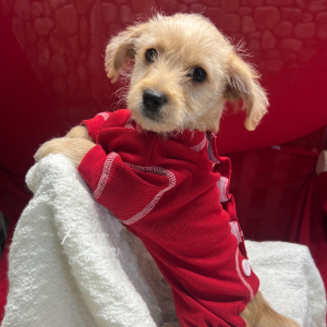 Yorkiepoo Puppy Rolo