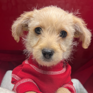 Yorkiepoo Puppy Rolo