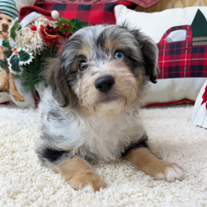 Aussiedoodle Puppy Hannah