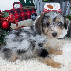 Aussiedoodle Puppy Hannah