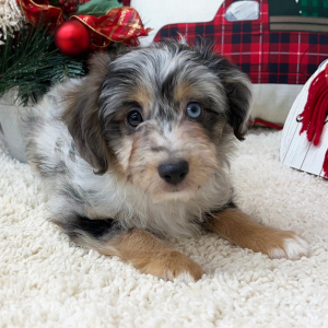 Aussiedoodle Puppy Hannah