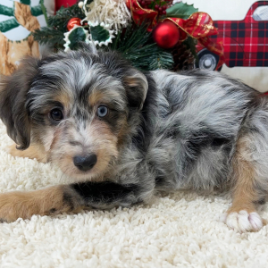 Aussiedoodle Puppy Hannah