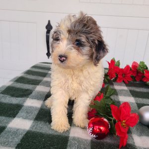 Goldendoodle Puppy Jeffy