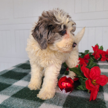 Goldendoodle Puppy Jeffy