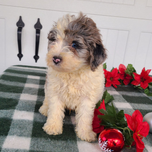 Goldendoodle Puppy Jeffy