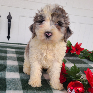 Goldendoodle Puppy Jeffy