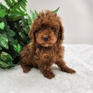 Poodle Puppy Zoey
