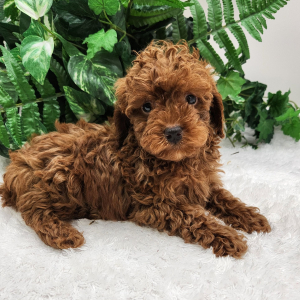 Poodle Puppy Zoey
