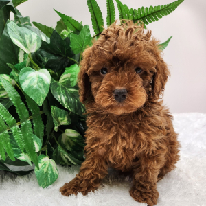 Poodle Puppy Zoey