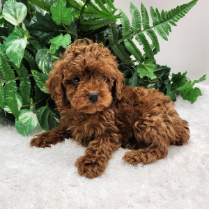 Poodle Puppy Zoey