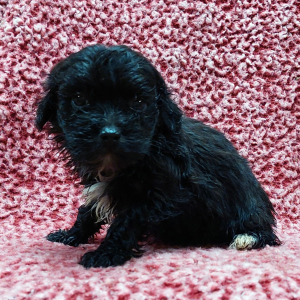 Maltipoo Puppy Harley
