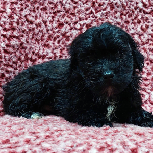 Maltipoo Puppy Harley