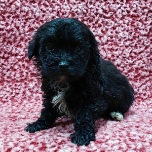 Maltipoo Puppy Harley