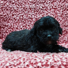 Maltipoo Puppy Harley