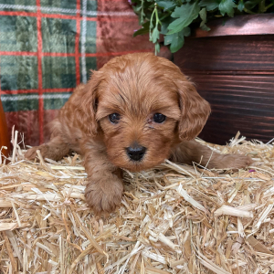 Cavapoo Puppy Bentley